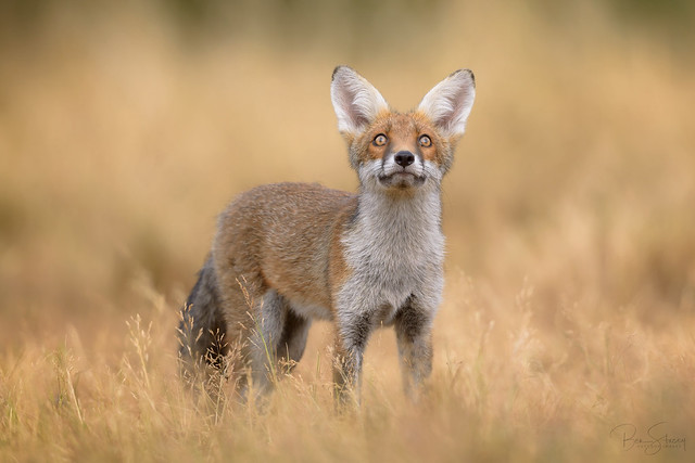 Red Fox Cub (Vulpes vulpes)