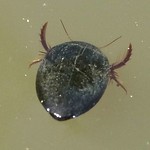 Gemeiner Schnellschwimmer (Common Black Diving Beetle, Agabus bipustulatus)