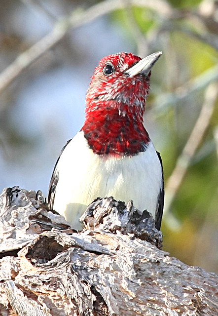 IMG_9426 red headed woodpecker