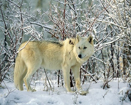 Love of Wolves | by brendezzy1