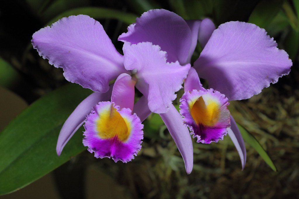 Orquídea - Cattleya | José María Arboleda C. | Flickr