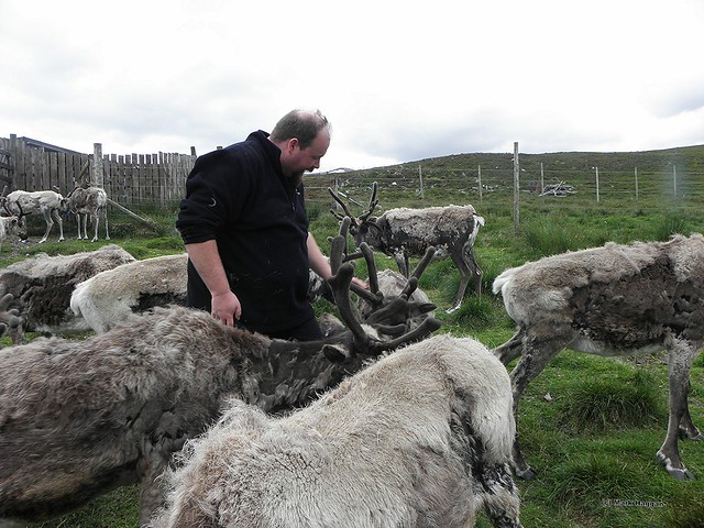 Herding Reindeer