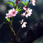 Peach flower 桃花