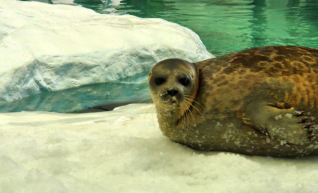 A cute seal