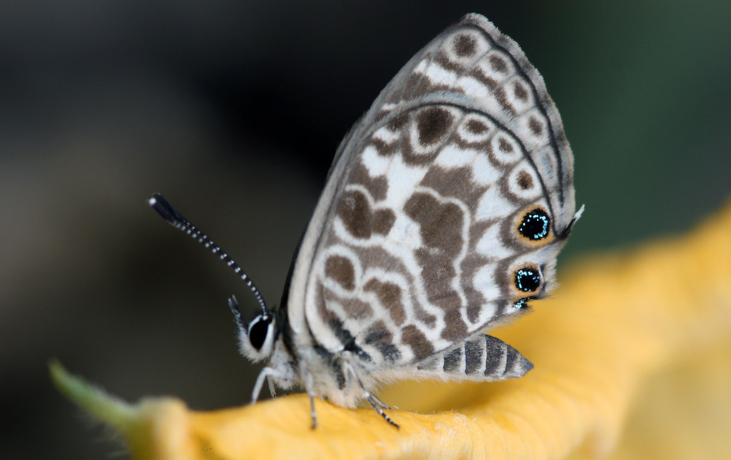 leptotes