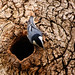Flickr photo 'Nuthatch nest-building' by: muscogeegirl.