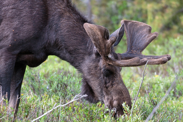 Rocky Mountains Moose
