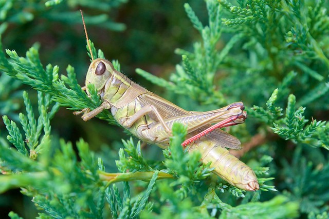 Red-Legged Grasshopper