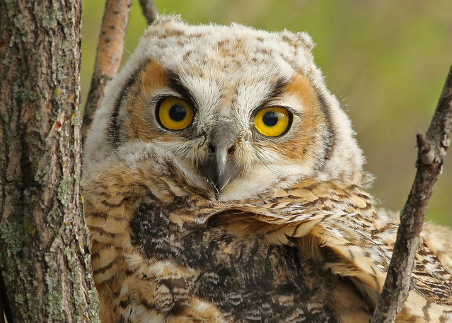 Great Horned Owlet...#4