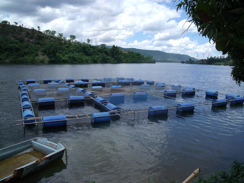 Cage aquaculture in Ghana. Photo by Curtis Lind, 2009.