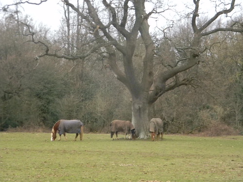 Horses round a tree 2 Whyteleaf to Hayes