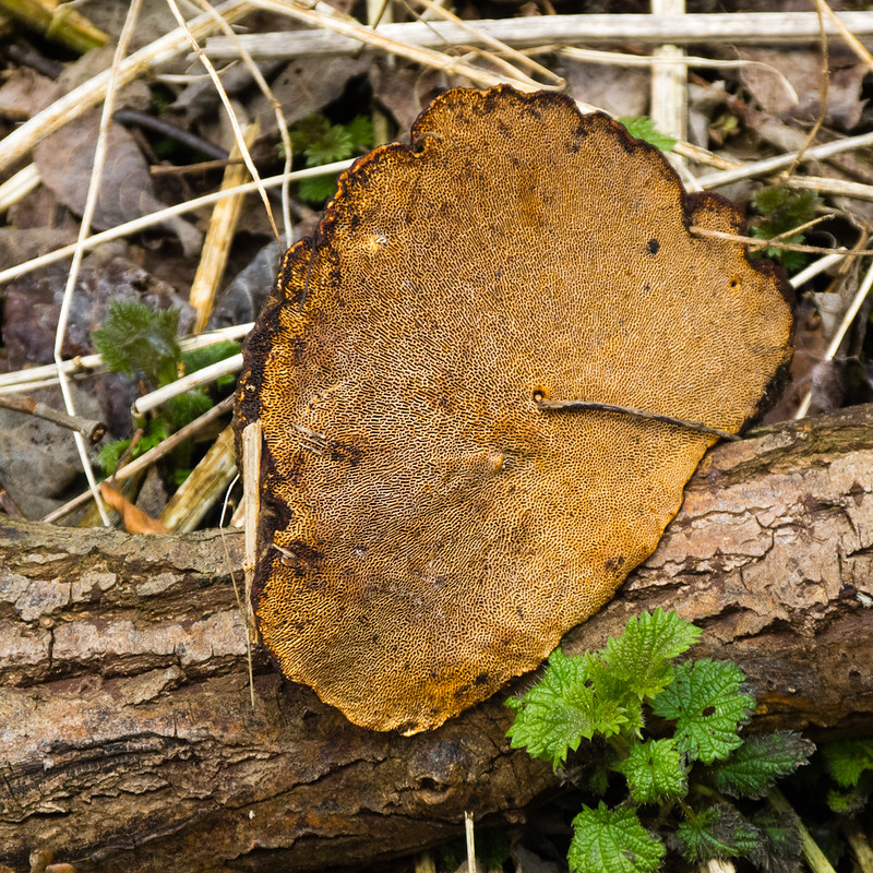 Bracket on a fallen tree