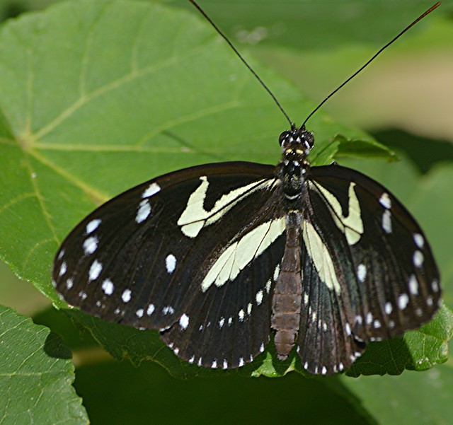 False zebra longwing... pale yellow bands and bright white dots against black sheeny wings