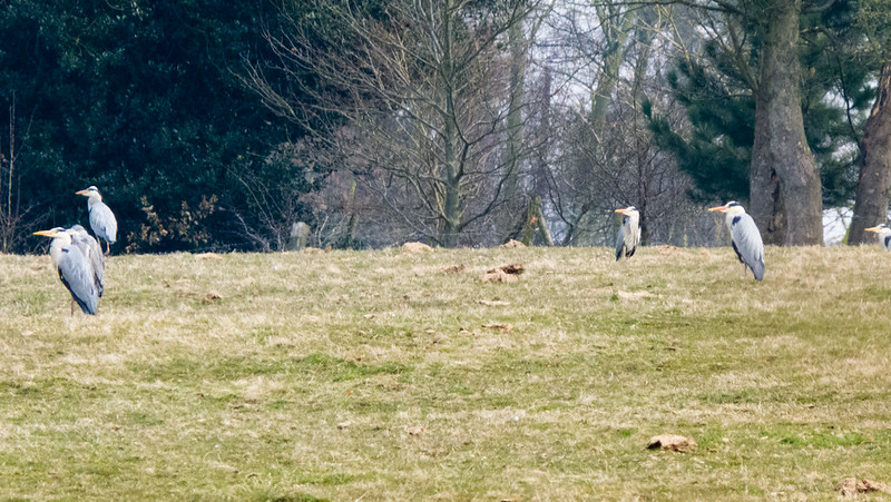 Herons in a field