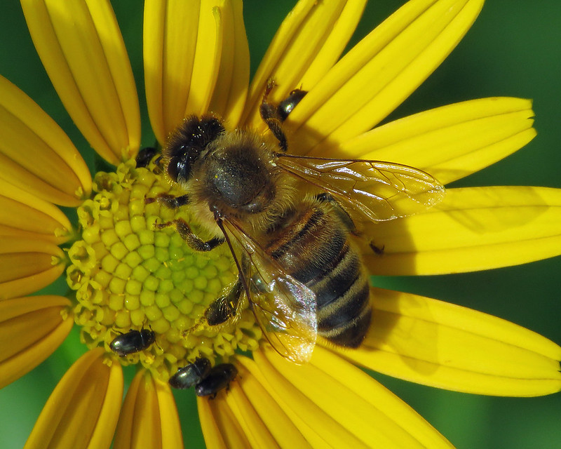 Apis mellifera - Honey Bee [A]
