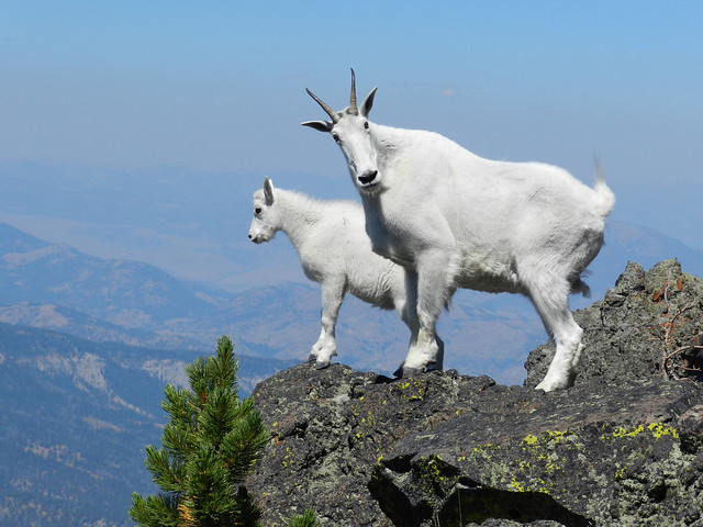 Mountain goats on Sepulcher Mountain