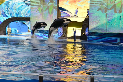 DSC_1825 | sea world orca jump | Centrilobular | Flickr