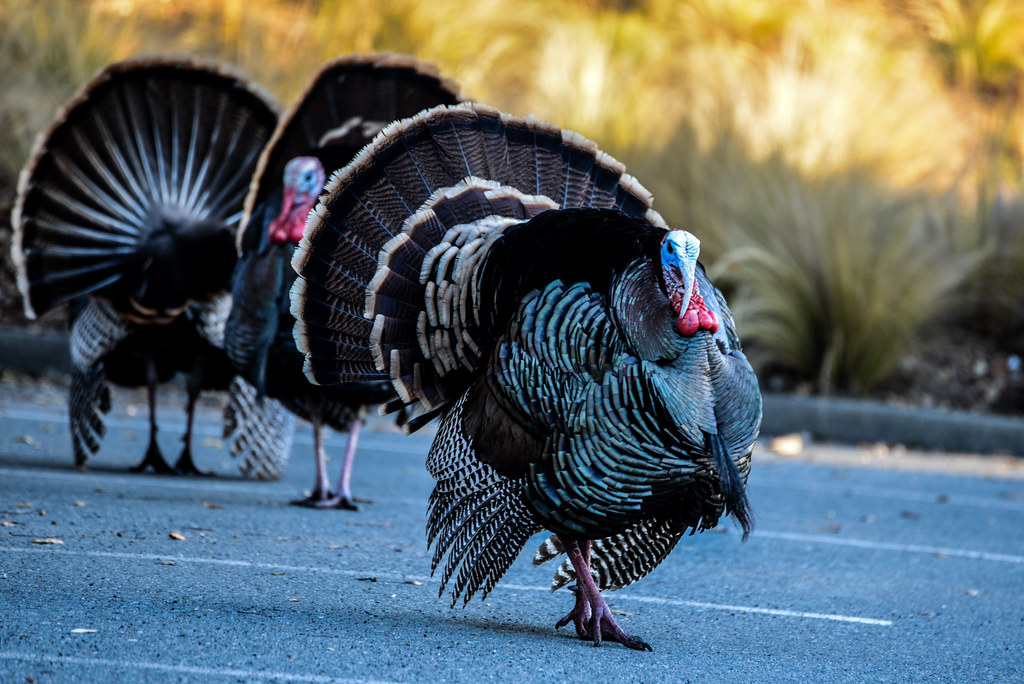 Wild Turkey invasion | We have a bunch of wild turkeys near … | Flickr