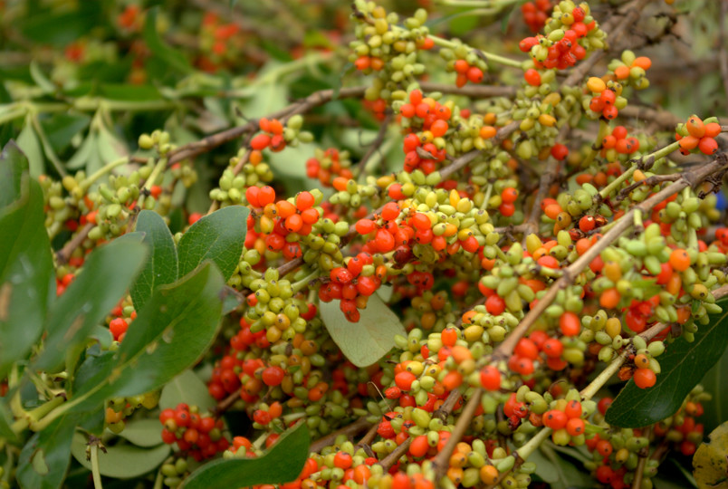 Image result for karamu berries