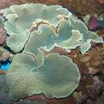 coral 3