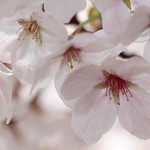 sakura 桜花満開
