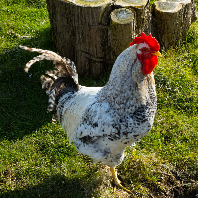 Proud cock, Northycote