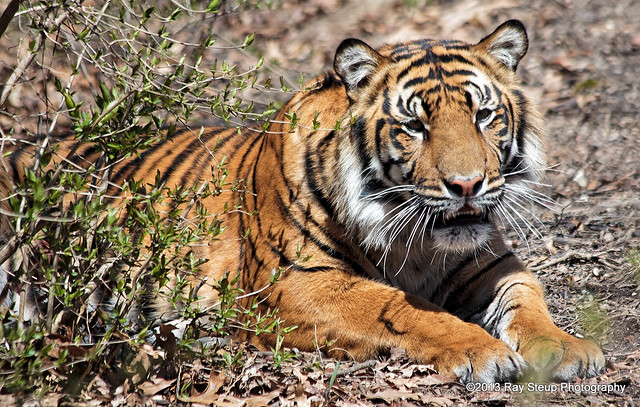 Indah - Female Sumatran Tiger