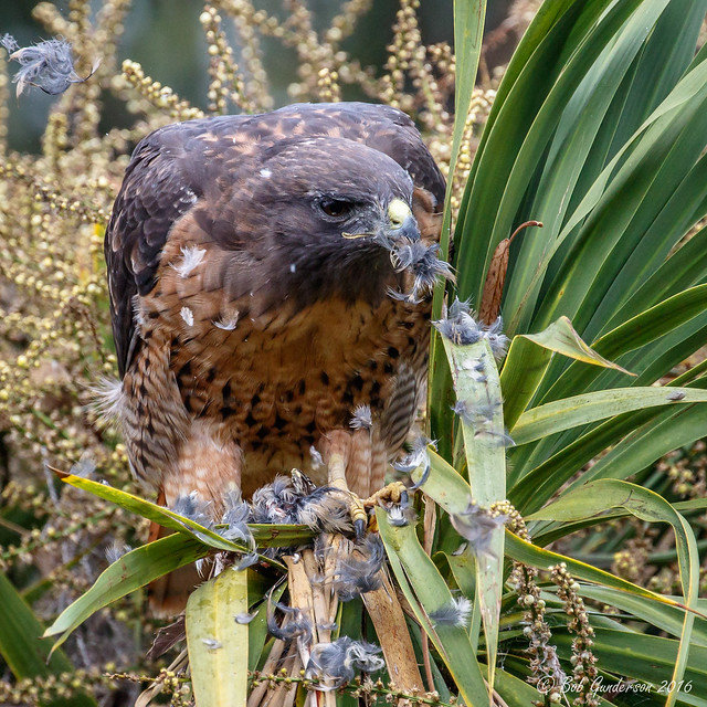 Red-tailed Hawk considers becoming a seed eater - [Explored]