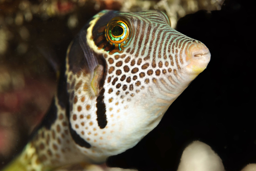 Siddle Fish ocean 100 | Flickr