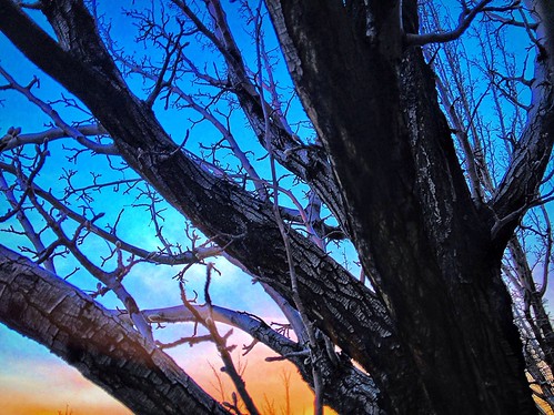 Tangled by ishootreno, pink blue trees sunset sky orange detail tree yellow golden dusk nevada nv bark rays limbs february 