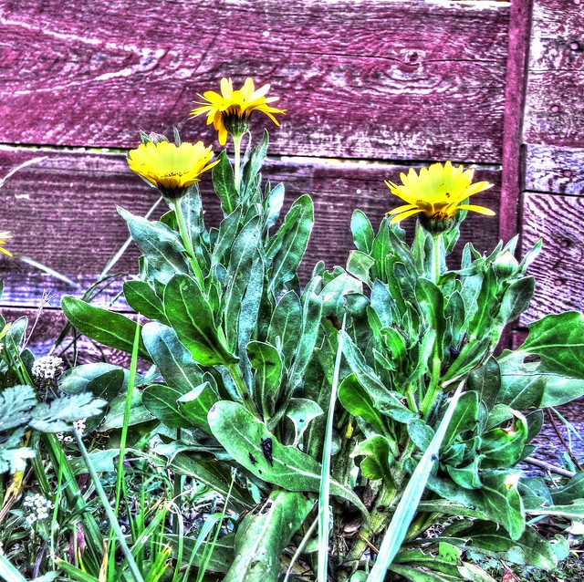 yellow flowers hdr