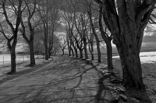 road trees winter bw monochrome landscape shadows maine newengland kennebunkport kennebunkportme
