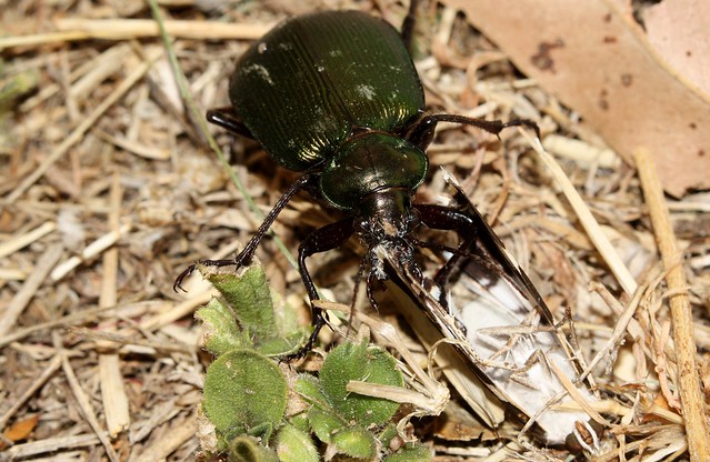 Green Carab beetle feeding on dead moth