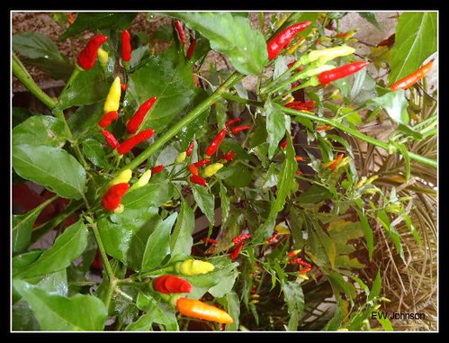 Very Hot Peppers