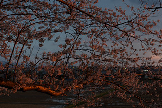 Sakura fiery / 燃ゆる桜