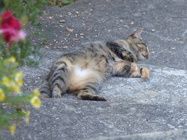 Séhune, chatte tourangelle en vacances à Cagnotte, Landes, a chaud par 40° à l'ombre.