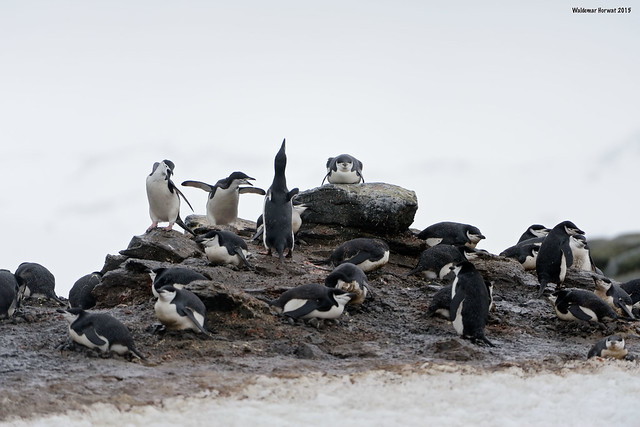 Raucous Chinstrap Penguins