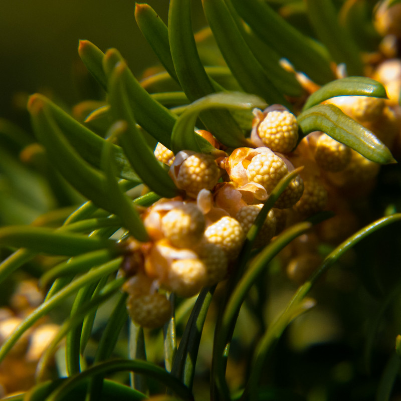 Yew flowers
