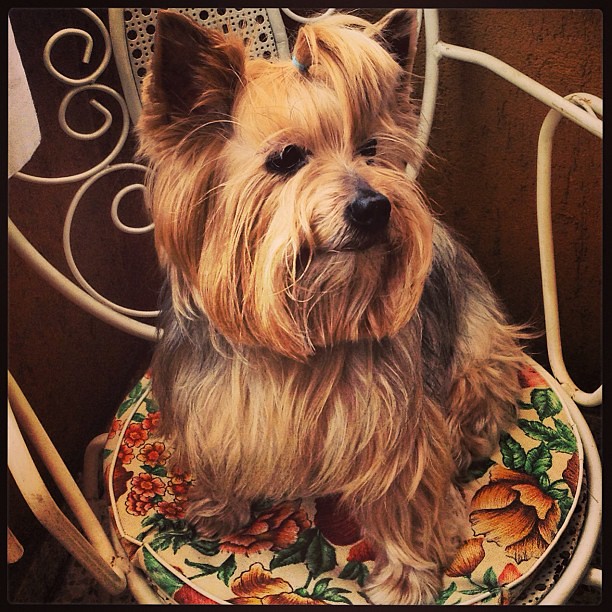 My beautiful baby ~ #dog #pet #yorkie #yorkshireterrier #pet #dogstagram
