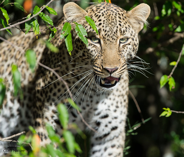 Eye Contact with Leopard
