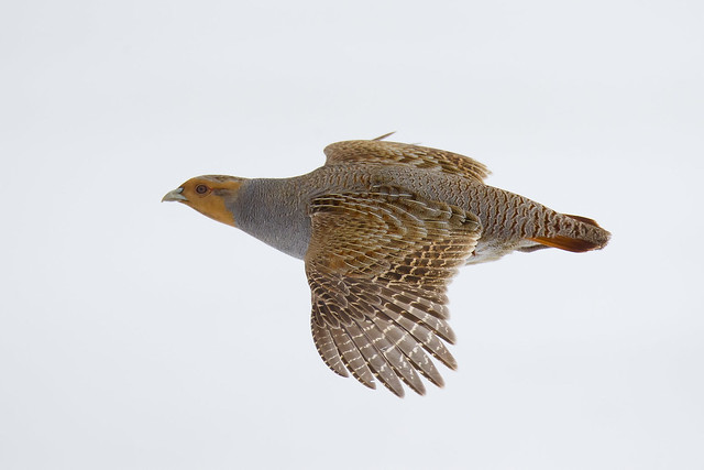 Grey Partridge - Perdix perdix - Flying - Flight