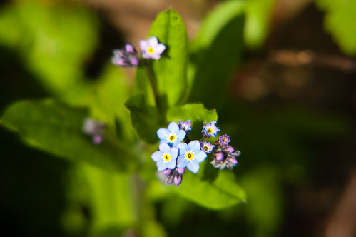 Forget-me-nots, Wightwick Manor