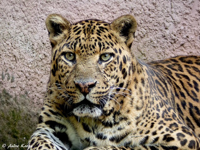 African Leopard (Zaki) - Olmense Zoo