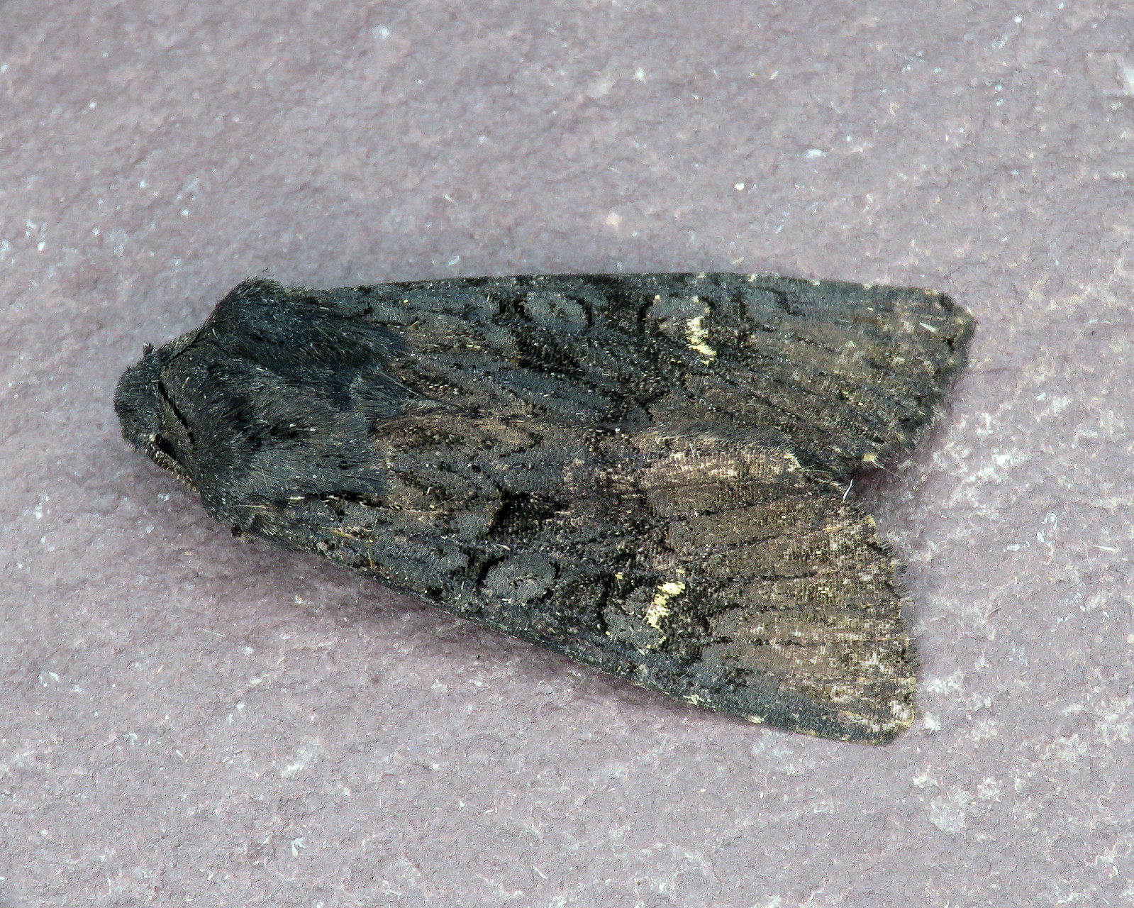 73.233 Black Rustic - Aporophyla nigra