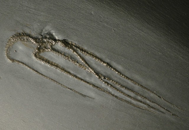 Furcaster paleozoicus fossil brittle star (Kaub Formation, Hunsrück Slate Group, Lower Devonian; Budenbach area, western Germany) 1