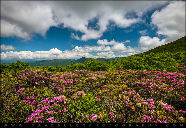 Blue Ridge Parkway Spring Flowers - Spring in the Mountains