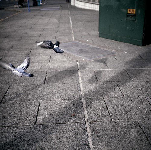 birds | Joseph Greer | Flickr