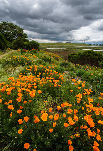 flowers storm canon blossom wildflowers southbay californiapoppy stormfront donedwardswildliferefuge wildflowerblossom canoneos5dmark3 canon5dmark3