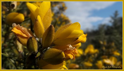flowers ireland plant detail yellow closeup spring bush fuji bright blossoms londonderry finepix april limavady whin exr 2013 roevalley f770 fleursetpaysages glendahall