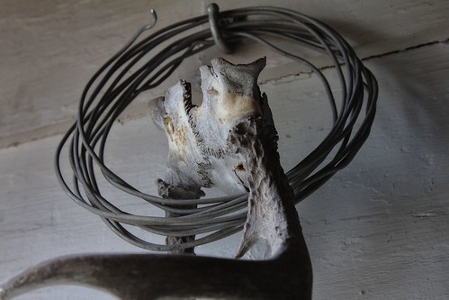 camera old ontario nature canon wire wildlife deer bone horn cracked decaying antler week15 lseries 24105mm gemsofnature canont2i 52of2013